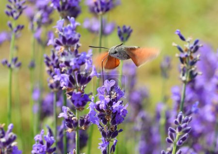 tiny hummingbird sips nectar from lavender flowers in a fragrant lavender field in summer rapidly flapping its wings