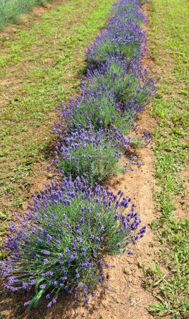 Fragrant lavender field with blooming lavender flowers in summer without people