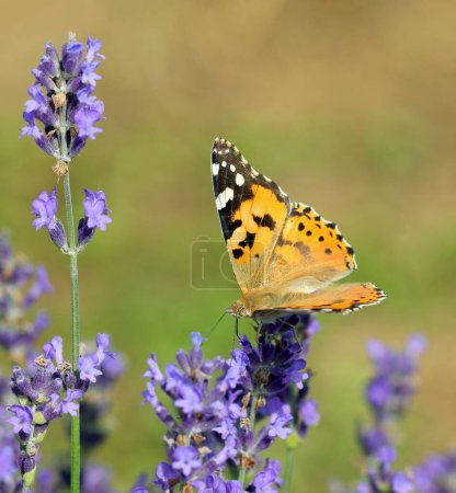 lady mariposa sorbe néctar de una flor de lavanda en un campo de lavanda fragante en verano