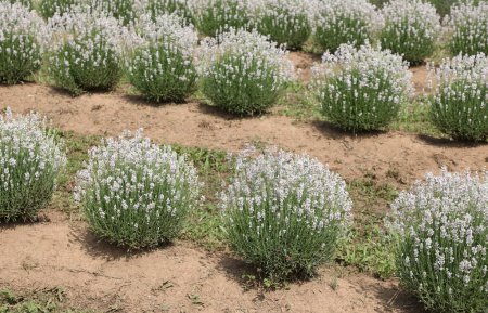 Cultivation of English white lavender in a lavender field blooming in spring