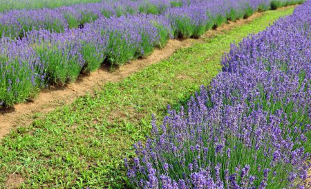 cultivation of fragrant lavender flowers in lavender field in spring