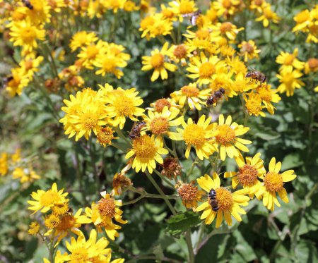 flores de árnica de montaña amarillas perfectas como ungüento natural y antiinflamatorio