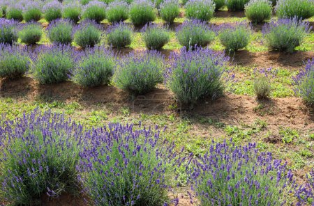 Südliches Lavendelfeld in voller Blüte ideal für die Produktion von Parfüm und ätherischem Öl