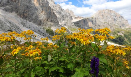 gelbe Berg-Arnika-Blüten perfekt als natürliche Salbe und entzündungshemmend