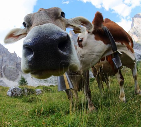 Playful expression of a very  curious cow with large nostrils captured with a fisheye lens