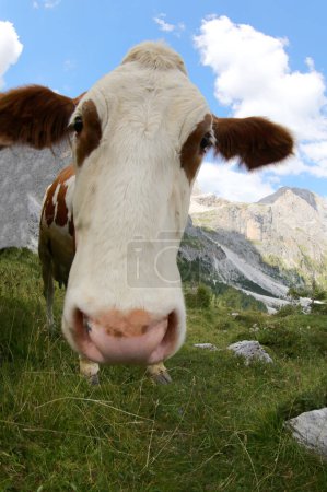 Playful expression of a curious cow with large nostrils captured with a fisheye lens