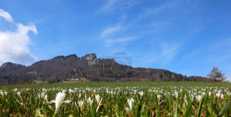 Springtime meadow with crocus flowers in the foreground and the Italian mountain called SPITZ in the background