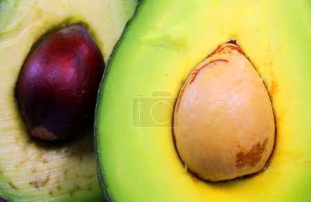 Large avocado seeds of a green ripe tropical fruit cut in half