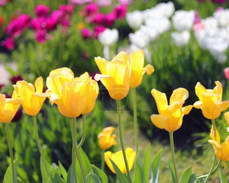 sehr leuchtend gelbe Tulpen im Blumenbeet des Kulturfeldes im Frühling