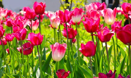 muchos tulipanes rosados y blancos florecientes y hojas muy verdes contra la luz en el macizo de flores en primavera