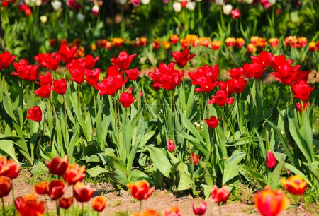 many red tulips and in the flowerbed of the ornamental garden in spring