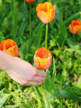 Hand eines jungen Mädchens, das die orangefarbene Tulpe pflückt, die die Symbolfarbe der Niederlande ist
