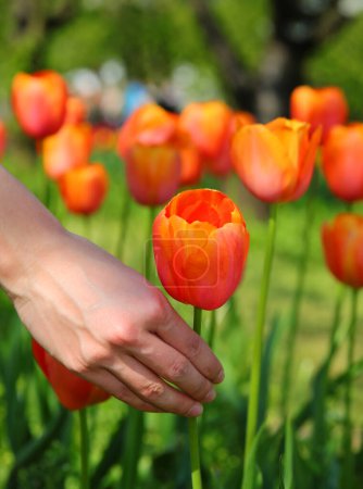 hand of young woman picking the orange tulip which is the symbolic color of Holland