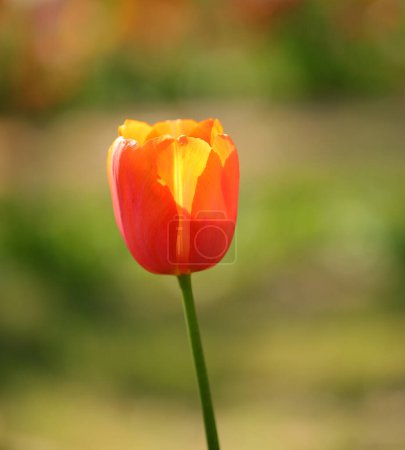 single orange tulip which is the symbolic color of holland or the netherlands and the background is out of focus