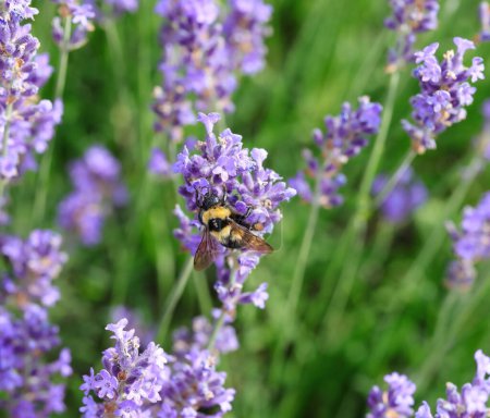 Photo for Bee sips nectar from lavender flowers to honey production in a fragrant lavender field - Royalty Free Image