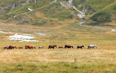 herd of wild horses galloping fast including foals and mares in summer