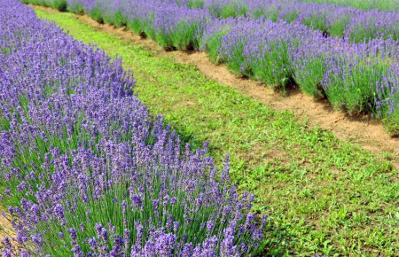 Intensiver Anbau von duftendem Lavendel im blühenden Lavendelfeld im Frühjahr