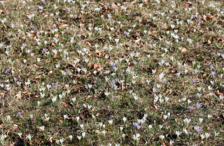 Téléchargez les photos : Pré avec une profusion de gouttes de neige fleurissant au printemps après l'hiver - en image libre de droit