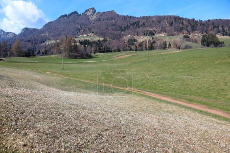 meadow with crocus flowers and the Italian mountain called SPITZ in the background without people