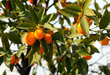 Kumquats Früchte sind kleine ovale Früchte, die sehr winzigen Orangen ähneln, die typisch für die Mittelmeerländer sind