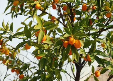 Kumquats are small fruits that resemble tiny oranges typical of the Mediterranean area