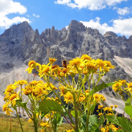 Biene schlürft Nektar aus einer Arnika-Montana-Blume mit den Alpen im Hintergrund im Sommer