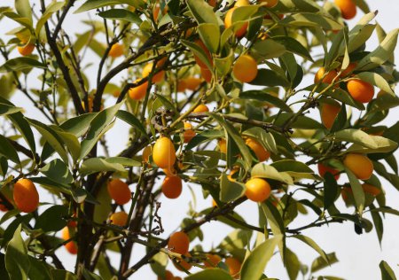 Kumquats sind kleine ovale Früchte, die winzigen Orangen ähneln, die typisch für den Mittelmeerraum sind