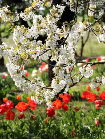 Branch with cherry blossoms and red tulips underneath symbolizing springtime and rebirth