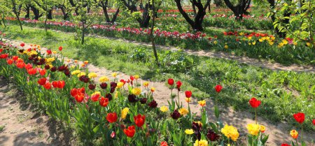 Photo for Flowering field of tulips and cherry trees in a Dutch nursery - Royalty Free Image