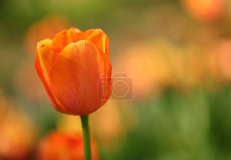 Orange tulip flower in bloom symbol of the Netherlands and Dutch cities in general
