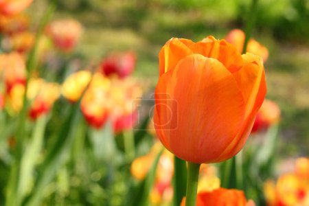 Orange tulip flower in bloom symbol of Netherlands and Dutch cities