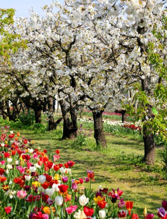 Naturaleza floreciente con árboles de flor de cerezo y tulipanes coloridos que simbolizan la primavera y el renacimiento