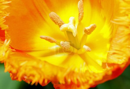 Close-up photograph of tulip flower detail with stamens, pistil with pollen and colorful petals to attract pollinators
