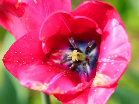 detail of tulip flower detail with stamens pistil with pollen and colorful petals to attract pollinators