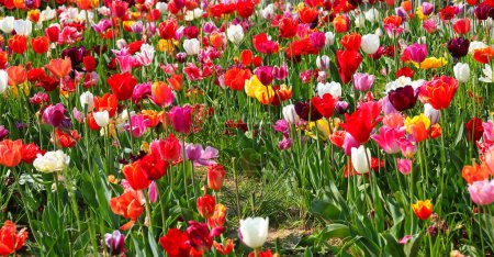 flowerbed in full bloom with tulips in springtime a symbol of the Netherlands