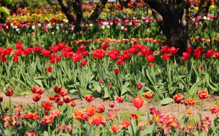 intensive cultivation of tulip flowers blooming in summer in the floriculture company in northern Europe