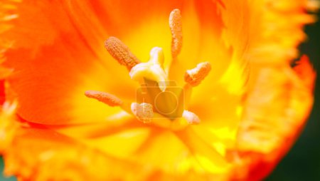 Close-up photograph of tulip flower detail with stamens pistil with pollen and colorful petals to attract pollinators