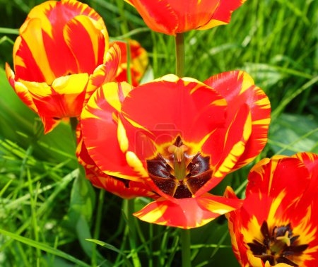 Red and yellow Tulips  flowers bloomed in the flowerbed in Spring symbol of the Netherlands