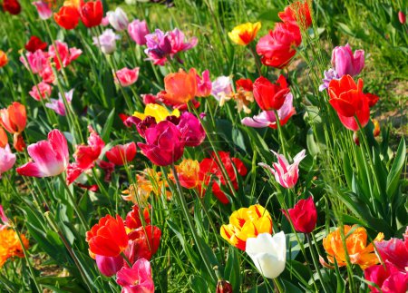 background of many tulip flowers of various colors blooming in the spring symbol of the Netherlands