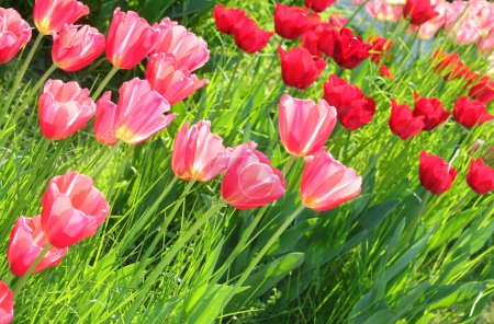 background of many tulip flowers of various colors blooming in the spring symbol of the Netherlands