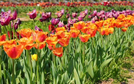 richly flowered flowerbeds in spring with many tulip flowers of varied colors for sale in the floriculture company