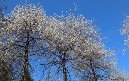 cerezos con muchas flores blancas floreciendo en primavera y el cielo azul claro