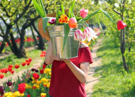Junge Kaukasierin mit Metalleimer voller bunter Tulpenblüten im Frühling in Europa