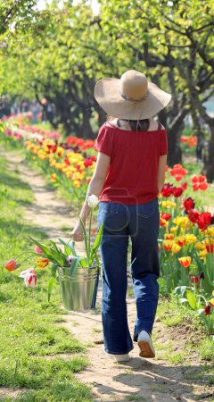 niña lleva una cosecha primaveral de tulipanes en un cubo de metal a través del campo