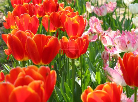 many orange tulips bloomed in spring symbol of the Netherlands and Holland in general in the flowerbed