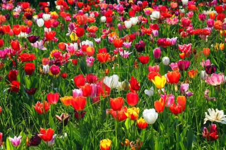 Photo for Background of many tulip flowers of various colors blooming in the spring symbol of the Netherlands - Royalty Free Image