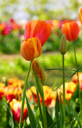 orange tulips bloomed  symbol of the Netherlands and Holland in general