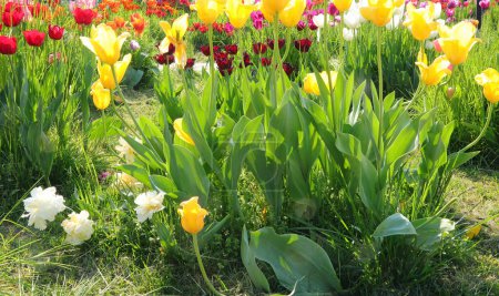 many tulip flowers of various colors blooming in spring symbol of the Netherlands