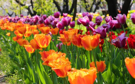 Flower beds in spring with many colorful Dutch tulips of orange and purple