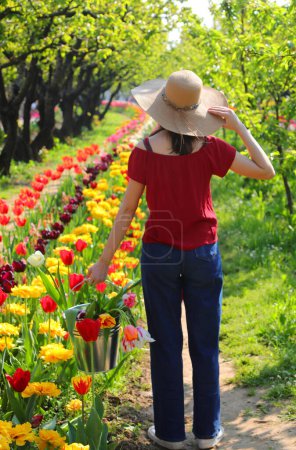 Young caucasian girl in blue jeans and straw hat picking colorful tulips with metal bucket in Europe